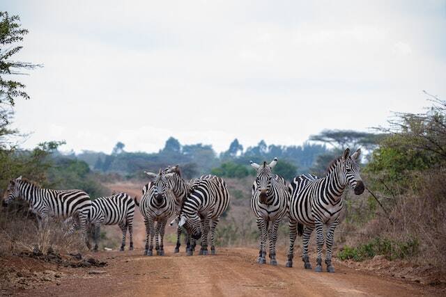 Zebras standing together on a dirt track