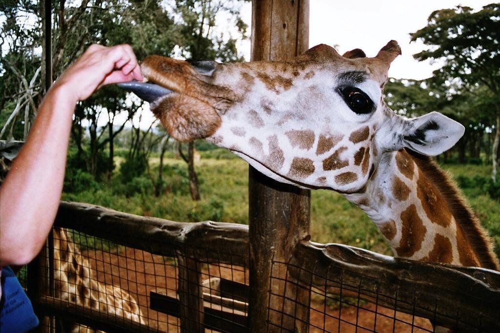 How To Explore Nairobi In One Day (For Adventurers)