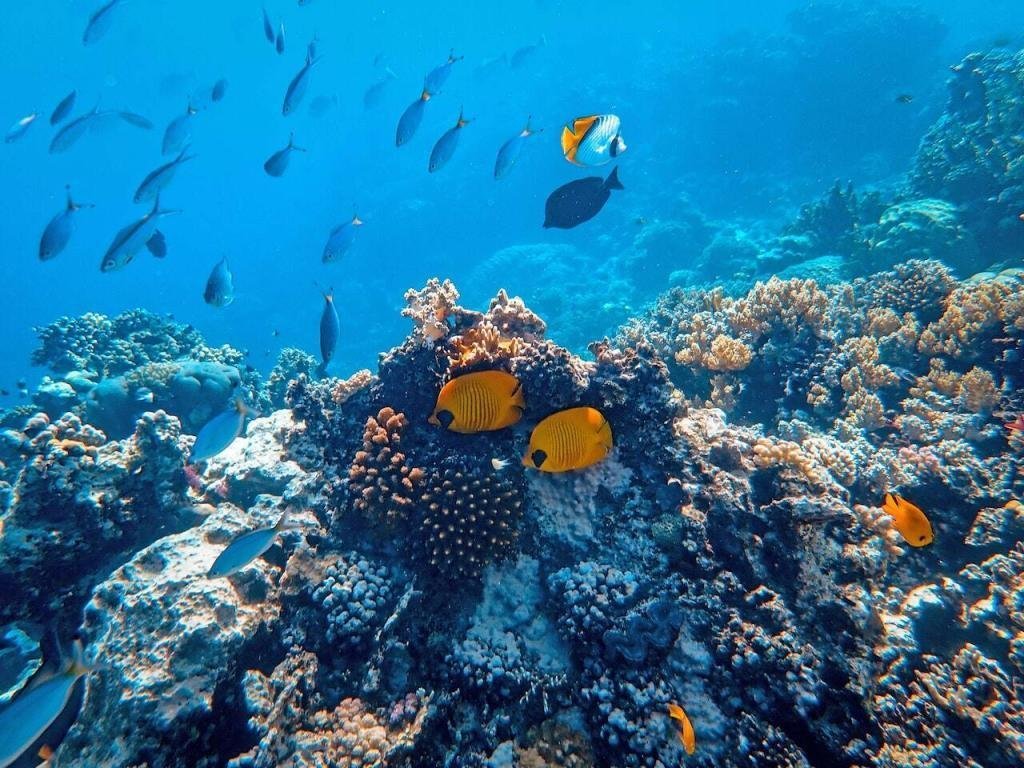 Colourful fish swimming above a coral reef
