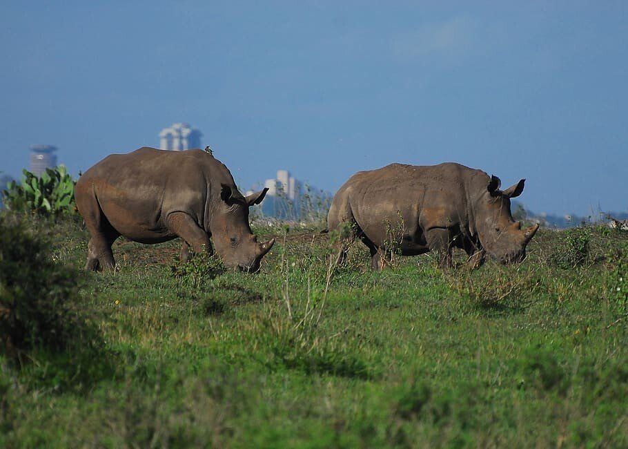 How To Explore Nairobi In One Day (For Adventurers)