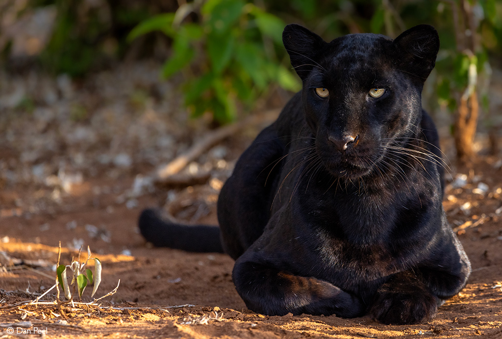 Rare black leopard resting on red earth in Laikipia