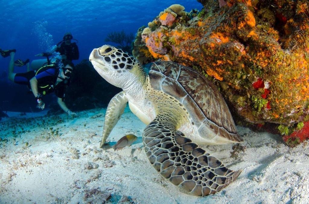 A sea turtle swimming beside coral