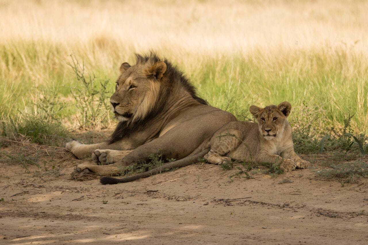 A male lion and cub resting in grass