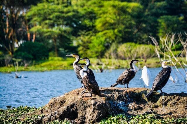 Water birds standing beside a lake