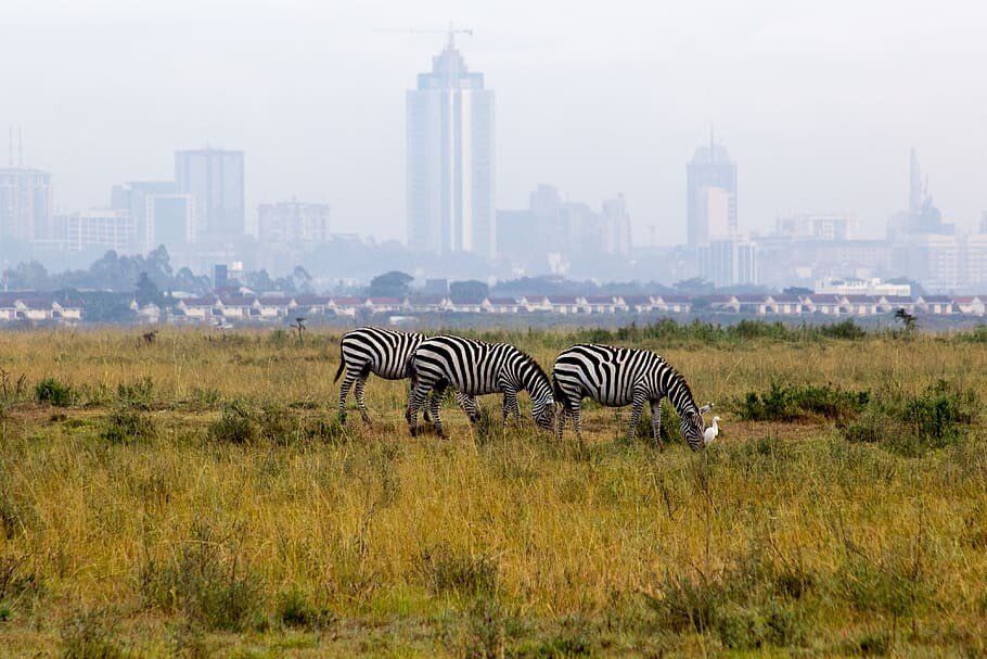 How To Explore Nairobi In One Day (For Adventurers)