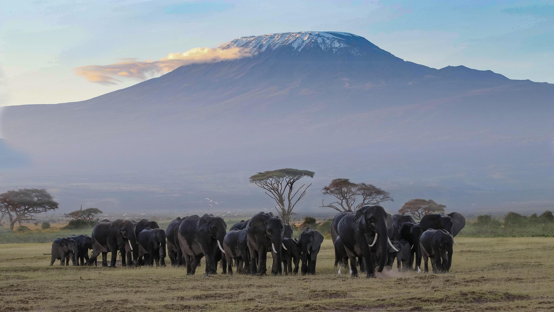 A herd of elephants in Amboseli with Kilimanjaro behind them
