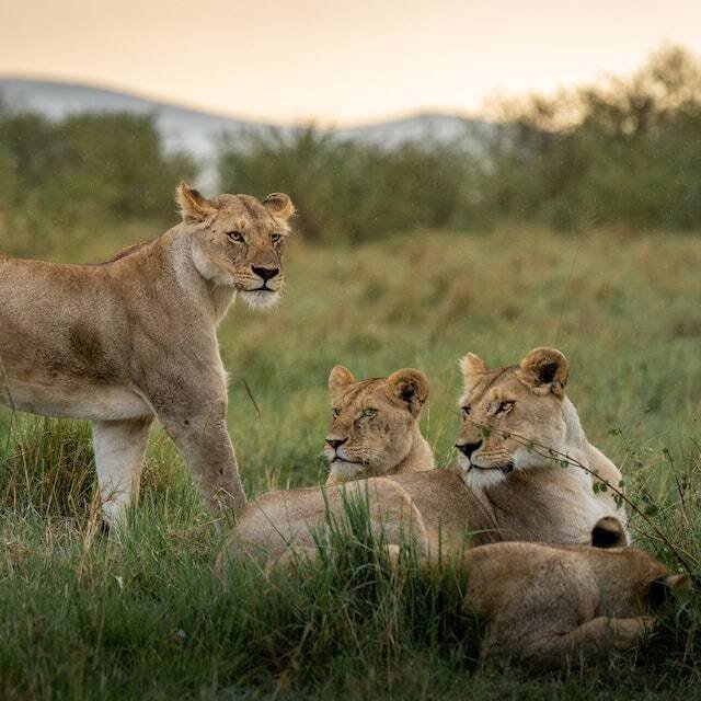 Lionesses resting in grass