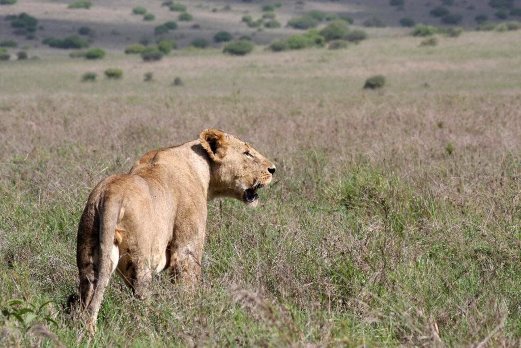 How To Explore Nairobi In One Day (For Adventurers)