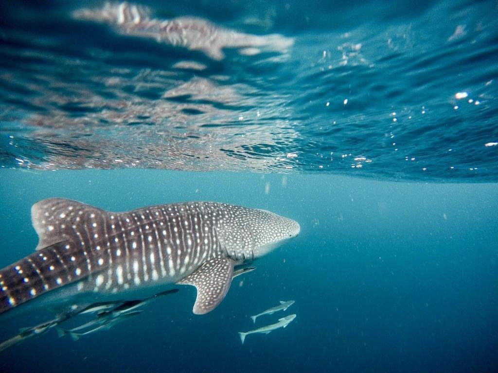 A whale shark swimming below the surface