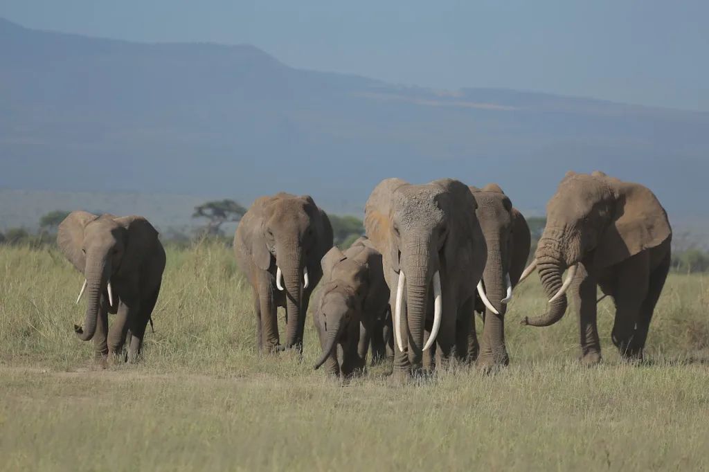 honeymoon safaris in kenya