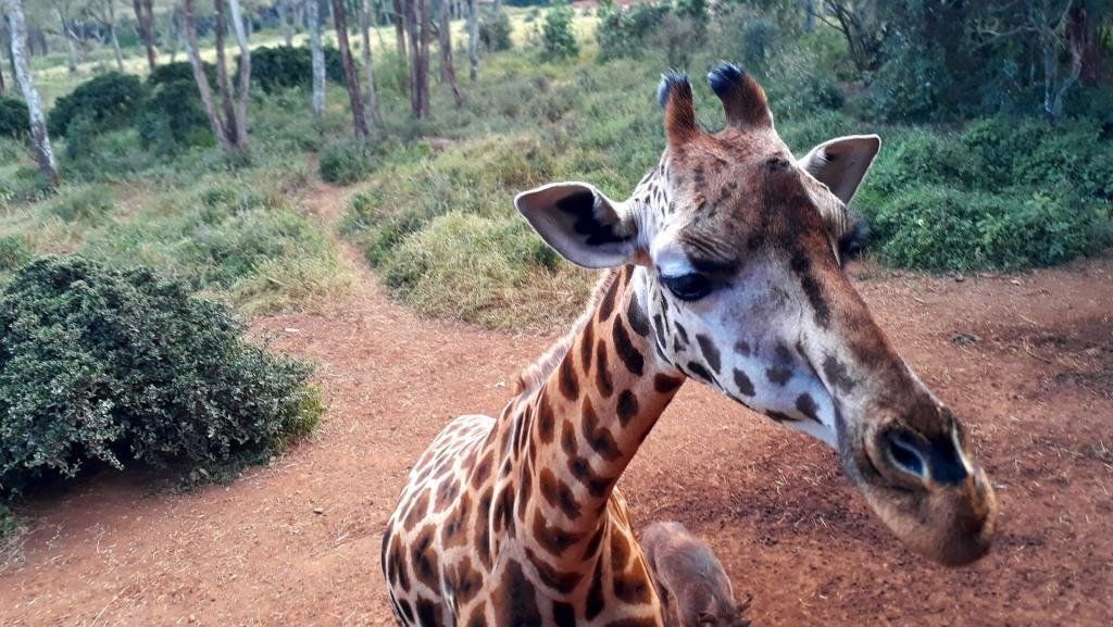 How To Explore Nairobi In One Day (For Adventurers)