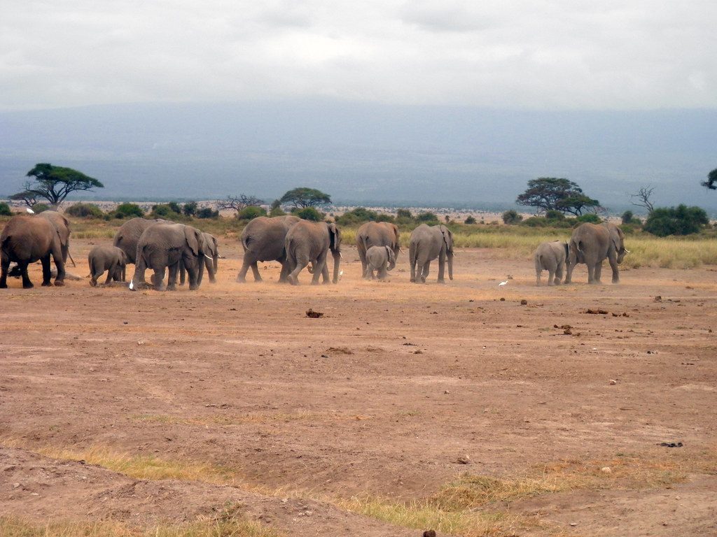 Towards elephant country
