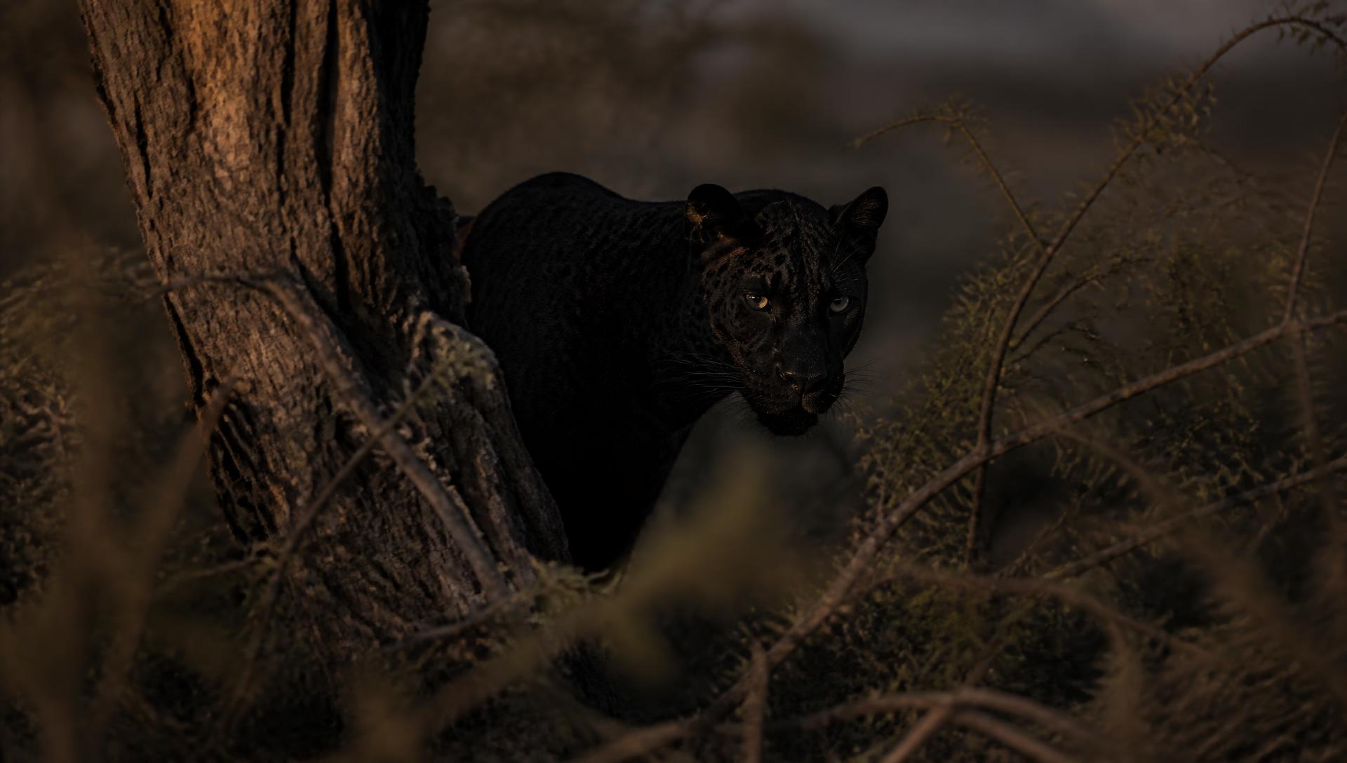 Auf der Suche nach dem schwarzen Leoparden