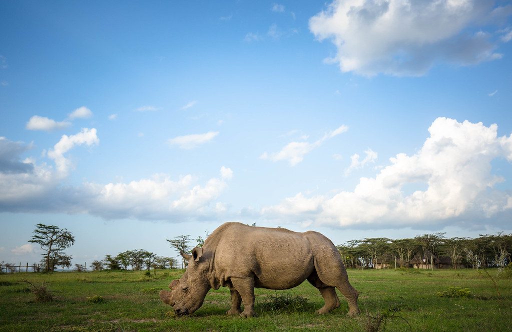 Nairobi, Ol Pejeta, Samburu, Meru