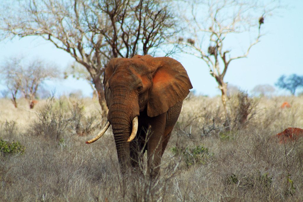Nairobi, Amboseli, Tsavo West, Tsavo East, Diani Beach