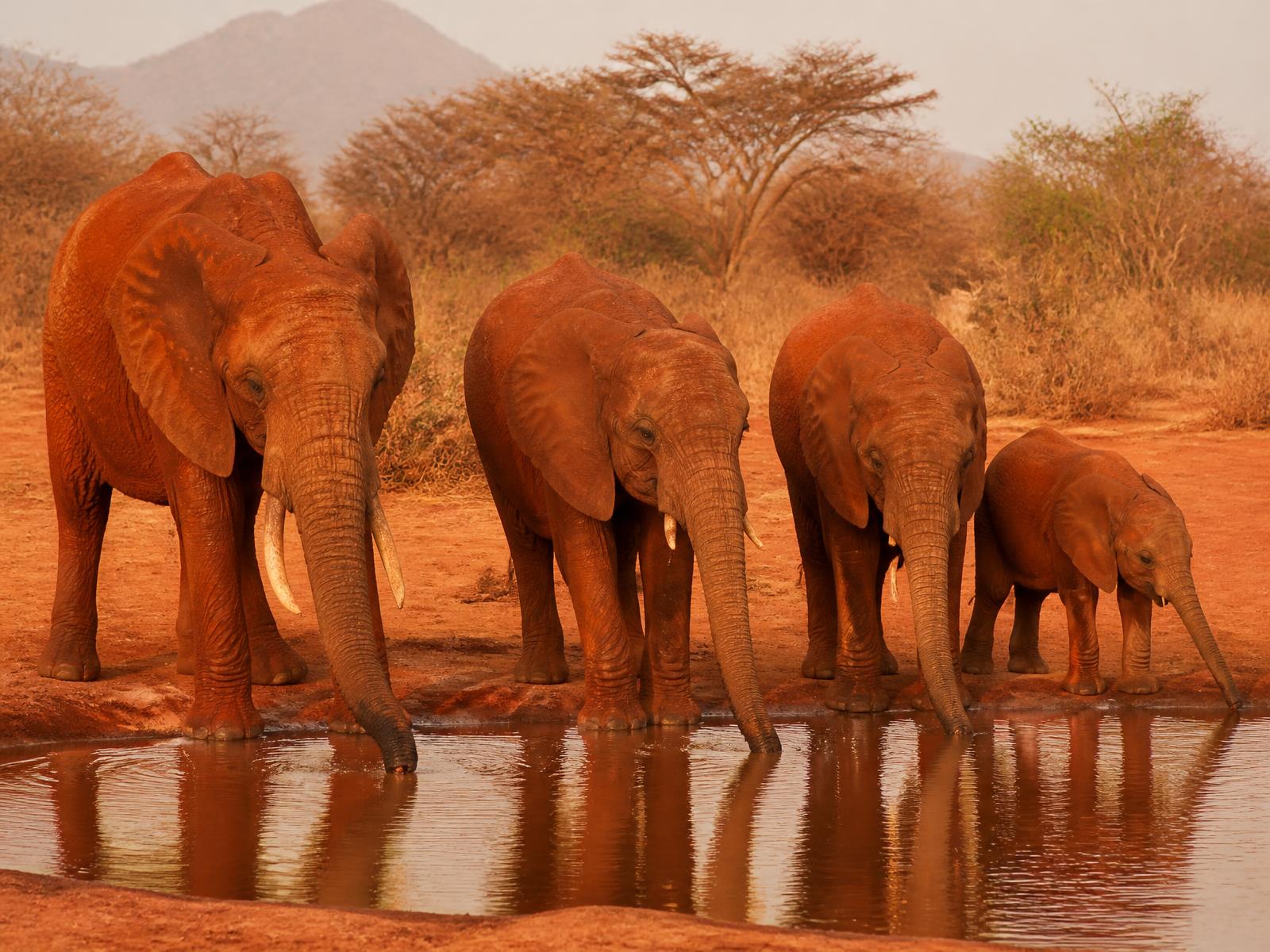 Tsavo Escape