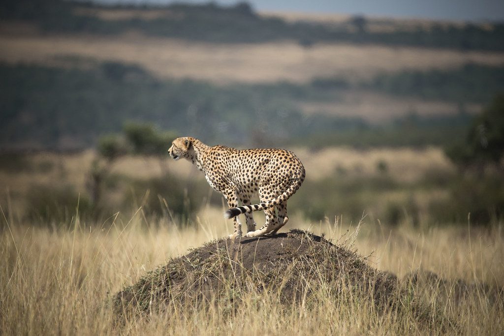 Follow the wildlife, not the clock