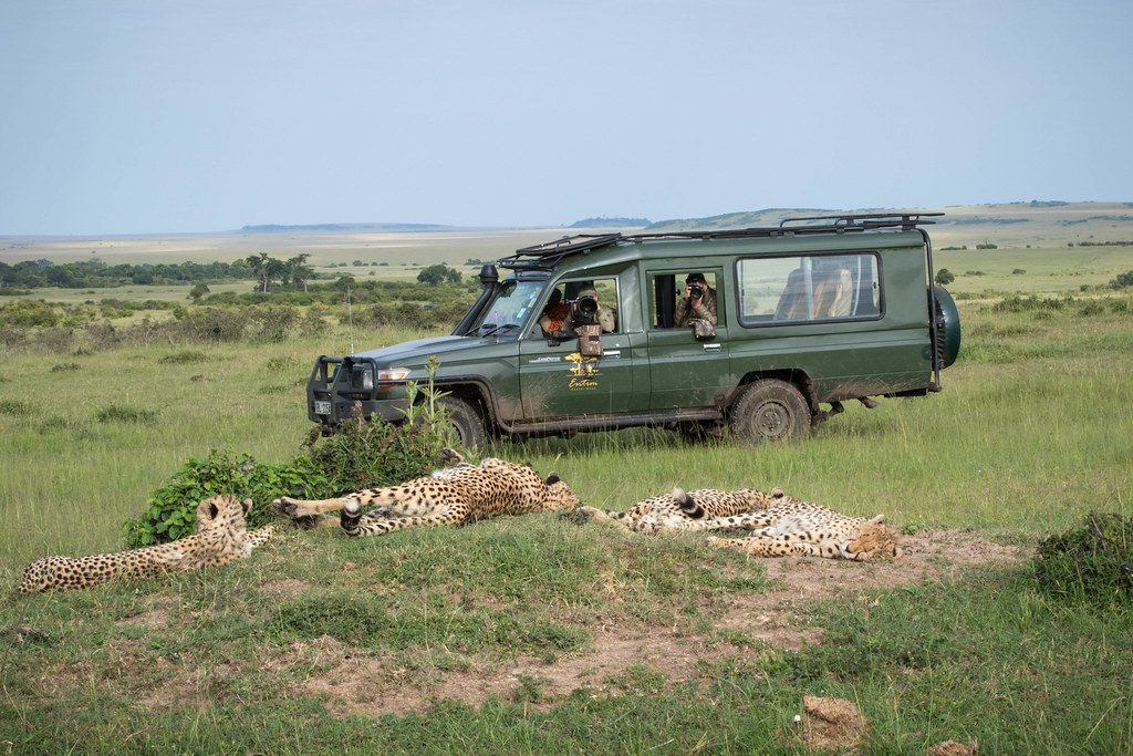 Two zebras sparring under an acacia tree in the Masai Mara