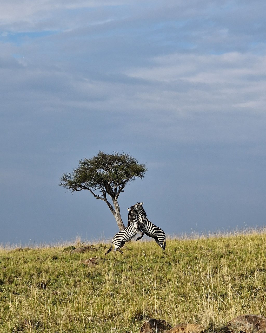 Two zebras sparring under an acacia tree in the Masai Mara