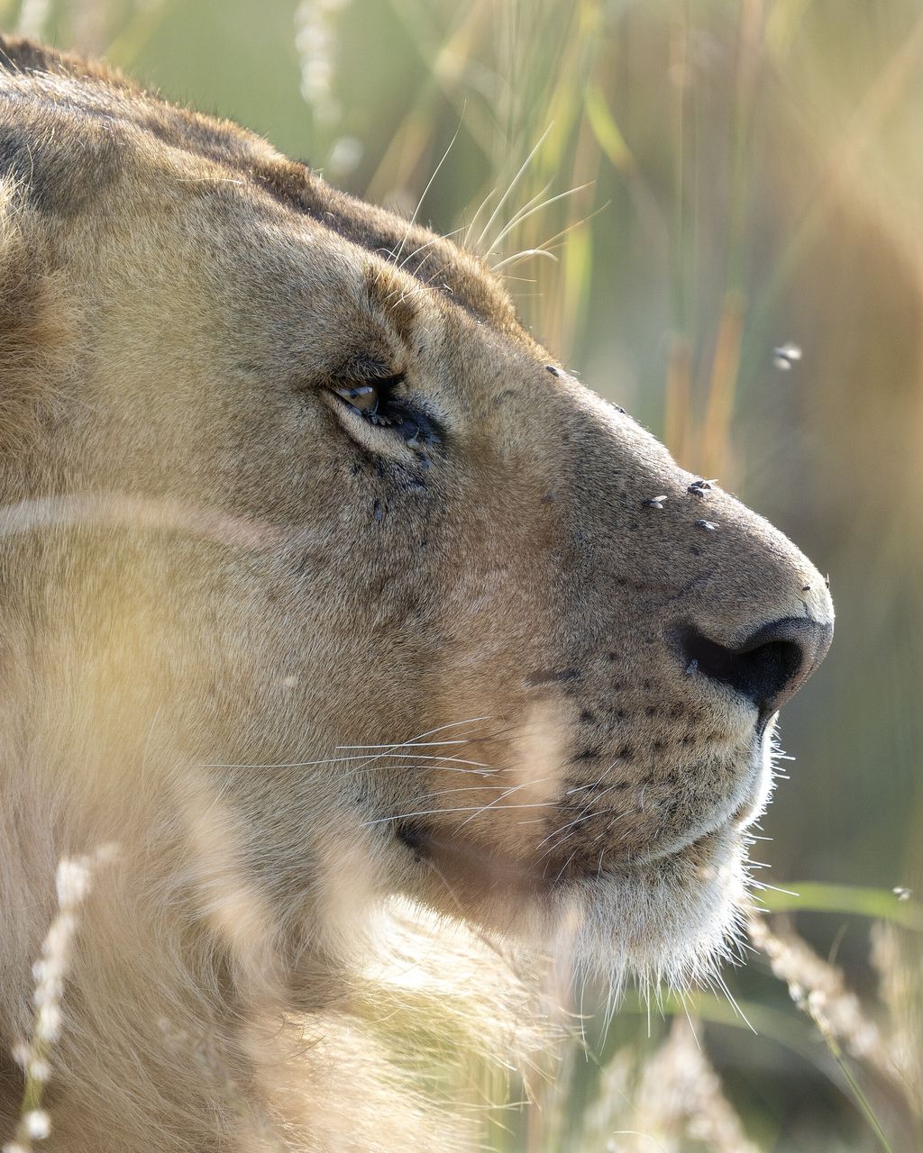 A lioness resting in tall grass in the Masai Mara