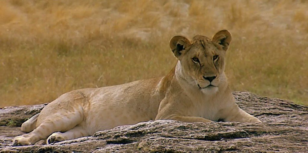 A lioness resting in tall grass in the Masai Mara