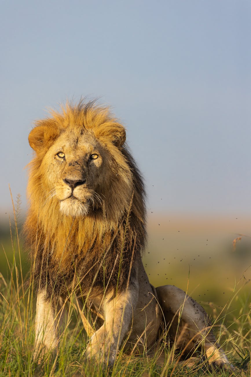 A powerful lion sitting proudly in Kenya's Maasai Mara National Reserve.