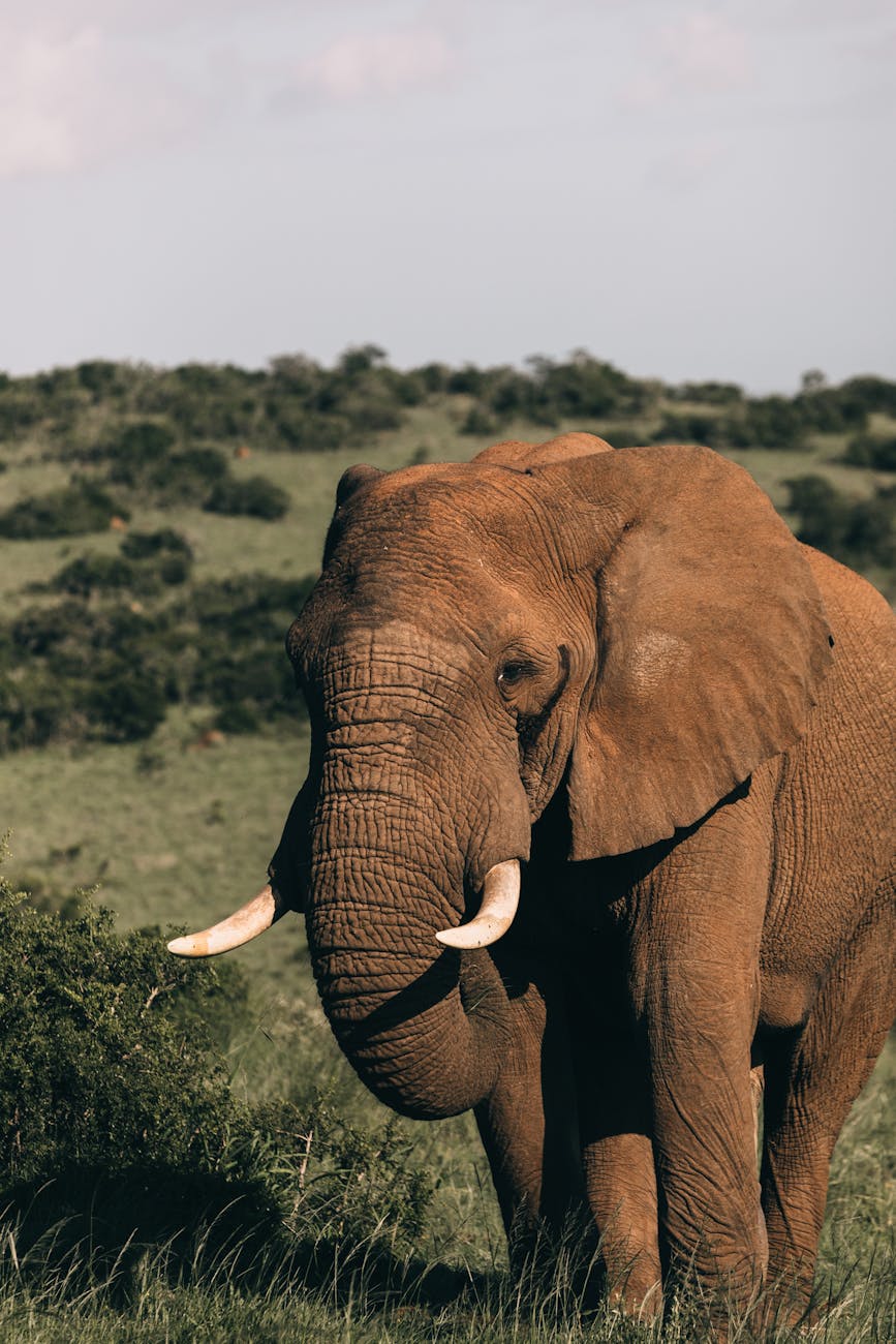Wild African elephant with tusks roaming through the savanna landscape, showcasing wildlife beauty.